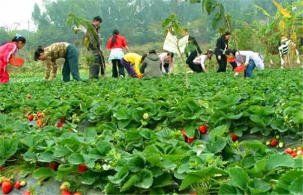 深圳九龍山生態(tài)園農(nóng)家樂一日游有哪些好處？